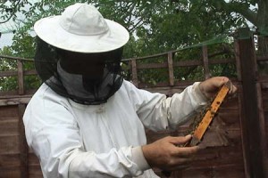 Andy bennett beekeeping demonstration 2
