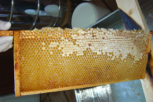 Andy bennett beekeeping extracting