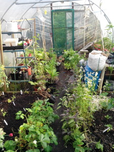 polytunnel time